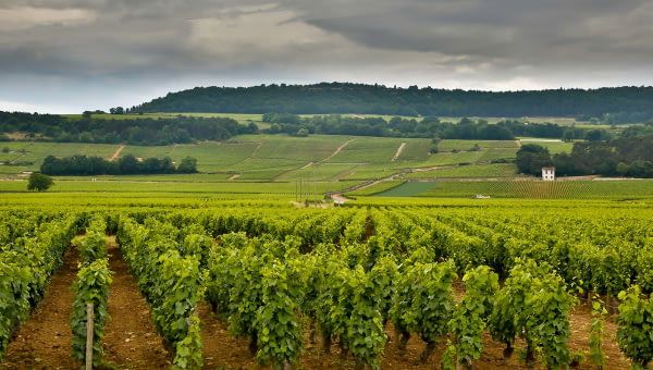 Domaine Jean Pascal et Fils