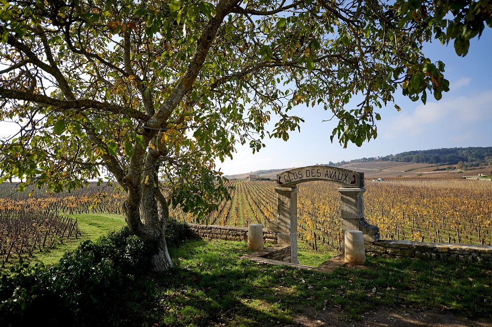 Vignoble de Bourgogne à l'automne