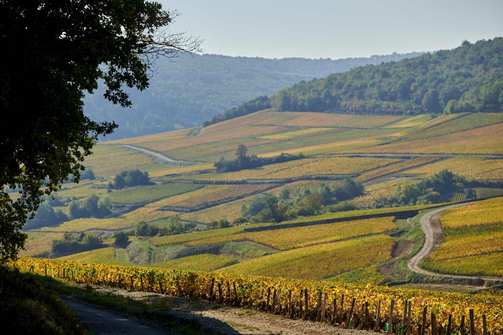 Photo des Climats de Bourgogne à l'automne